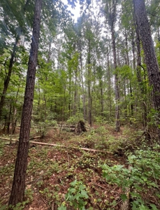 000 Cooper Church Road, Leesville, Louisiana - image 25