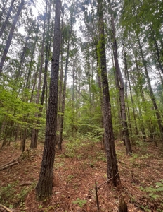 000 Cooper Church Road, Leesville, Louisiana - image 26