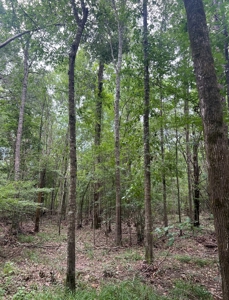 000 Cooper Church Road, Leesville, Louisiana - image 17