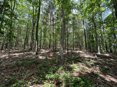5.44+/- Acres For Sale in Mountain View, AR - image 8