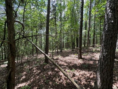 5.44+/- Acres For Sale in Mountain View, AR - image 7