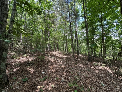 5.44+/- Acres For Sale in Mountain View, AR - image 6
