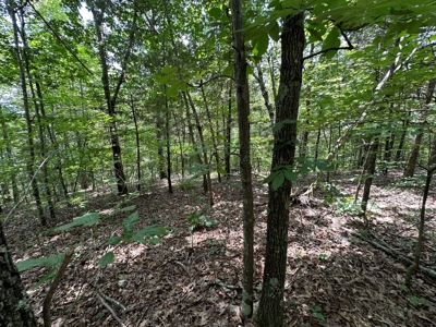 5.44+/- Acres For Sale in Mountain View, AR - image 10
