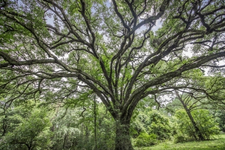 Hunting Land for Sale in East Baton Rouge Parish - image 21