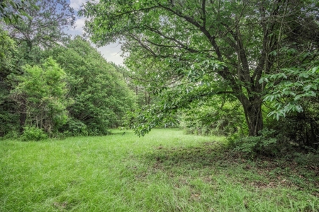 Hunting Land for Sale in East Baton Rouge Parish - image 20