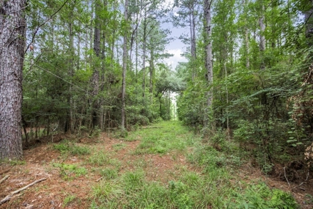 Hunting Land for Sale in East Baton Rouge Parish - image 11