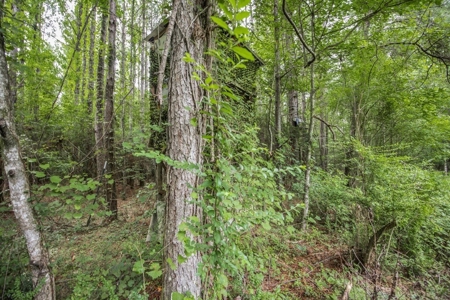 Hunting Land for Sale in East Baton Rouge Parish - image 16