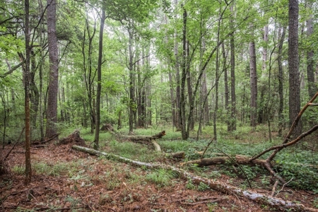 Hunting Land for Sale in East Baton Rouge Parish - image 7