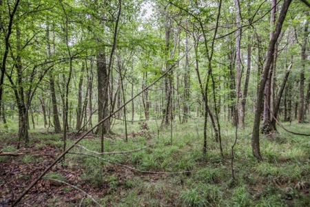 Hunting Land for Sale in East Baton Rouge Parish - image 8