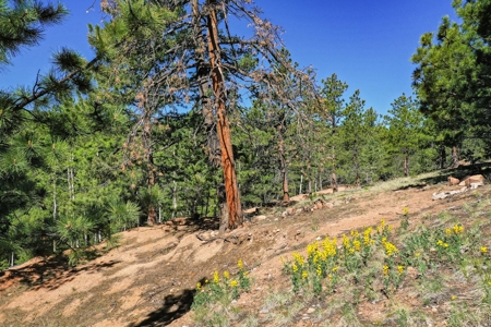 Colorado Mountain Property With Small Cabin & Well - image 32