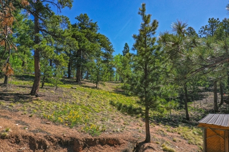 Colorado Mountain Property With Small Cabin & Well - image 29