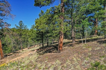 Colorado Mountain Property With Small Cabin & Well - image 33