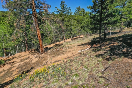Colorado Mountain Property With Small Cabin & Well - image 31