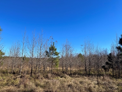 Mustin Lake Hunting Land for Sale - image 3