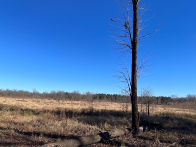 Mustin Lake Hunting Land for Sale - image 2