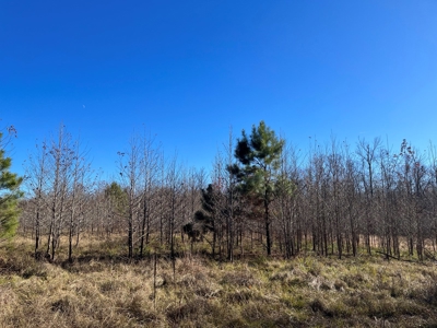 Mustin Lake Hunting Land for Sale - image 4