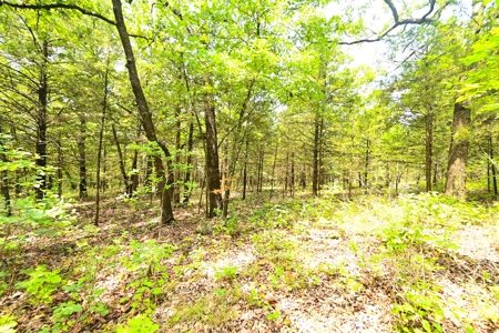 Land For Sale Pomme De Terre Lake - image 3
