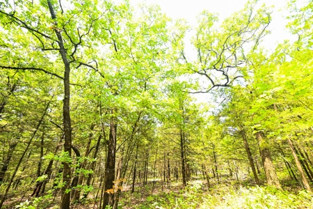 Land For Sale Pomme De Terre Lake - image 5