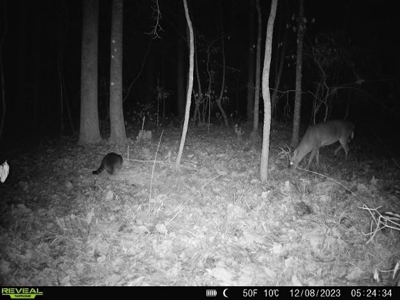 Wilkinson County Land for Sale Bordering National Forest - image 38