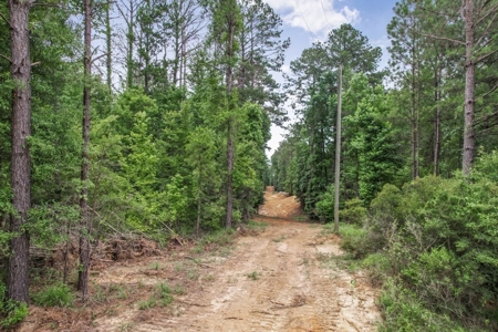 Wilkinson County Land for Sale Bordering National Forest - image 19