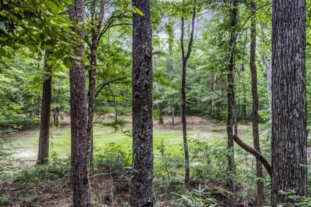 Wilkinson County Land for Sale Bordering National Forest - image 11