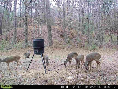Wilkinson County Land for Sale Bordering National Forest - image 37
