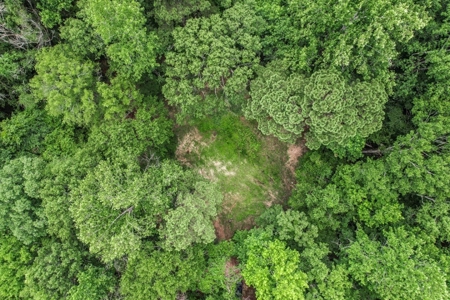 Wilkinson County Land for Sale Bordering National Forest - image 25