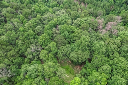Wilkinson County Land for Sale Bordering National Forest - image 26