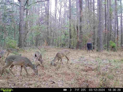 Wilkinson County Land for Sale Bordering National Forest - image 33