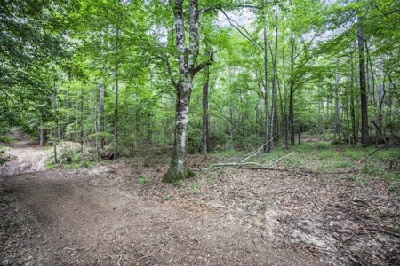 Wilkinson County Land for Sale Bordering National Forest - image 14