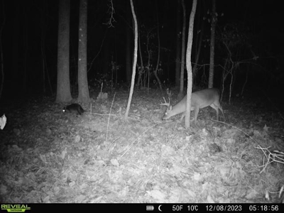 Wilkinson County Land for Sale Bordering National Forest - image 39