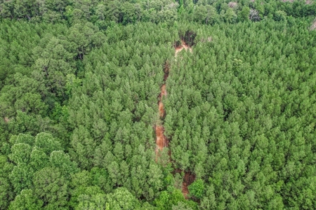 Wilkinson County Land for Sale Bordering National Forest - image 28