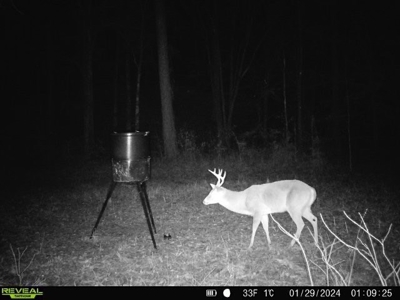 Wilkinson County Land for Sale Bordering National Forest - image 32