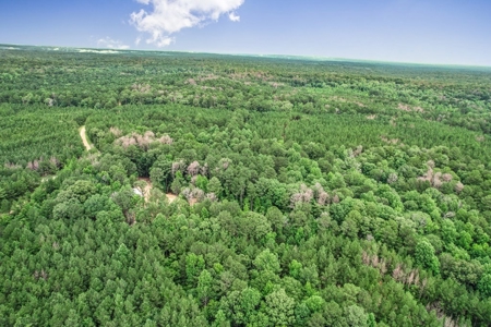 Wilkinson County Land for Sale Bordering National Forest - image 29