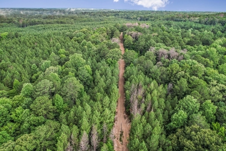 Wilkinson County Land for Sale Bordering National Forest - image 23