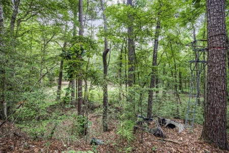 Wilkinson County Land for Sale Bordering National Forest - image 10