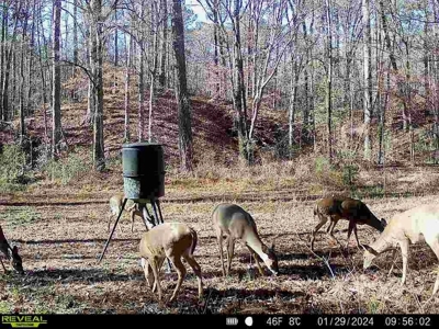 Wilkinson County Land for Sale Bordering National Forest - image 36