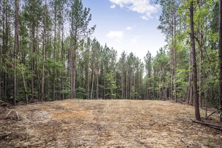 Wilkinson County Land for Sale Bordering National Forest - image 13