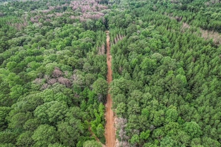 Wilkinson County Land for Sale Bordering National Forest - image 21