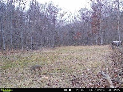 Land For Sale In Shannon County Missouri - image 35
