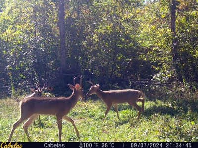 Land For Sale In Shannon County Missouri - image 38