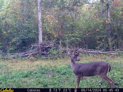 Land For Sale In Shannon County Missouri - image 40