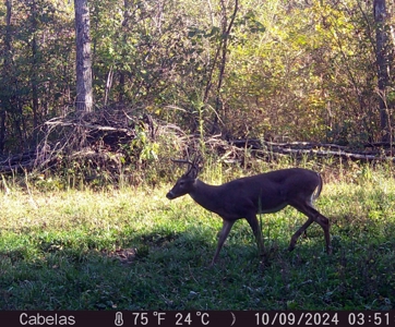 Land For Sale In Shannon County Missouri - image 43