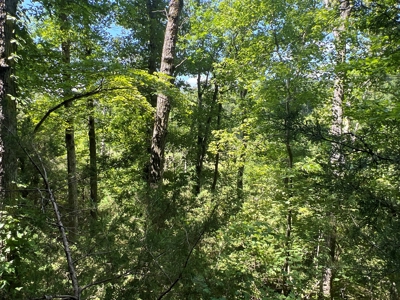 Hunting and Recreation Property for Sale in Marshall, Ar - image 20