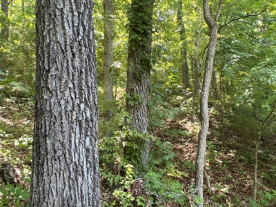 Hunting and Recreation Property for Sale in Marshall, Ar - image 18