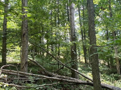 Hunting and Recreation Property for Sale in Marshall, Ar - image 33