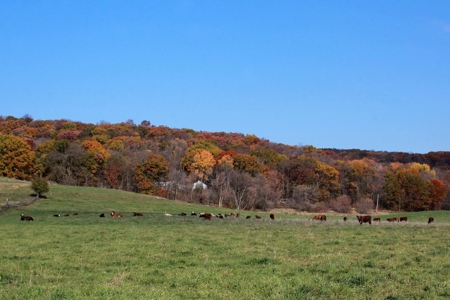 Columbia County 80 Acres with 2 Homes - image 7