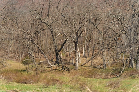 Columbia County 80 Acres with 2 Homes - image 27