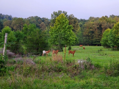 Land With Cabin For Sale In North Central Arkansas - image 1