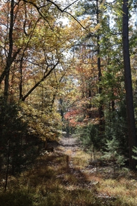 Land With Cabin For Sale In North Central Arkansas - image 46